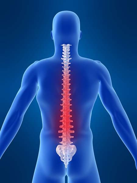 Graphic of spine