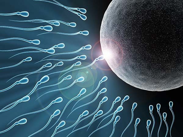 optimal fertility